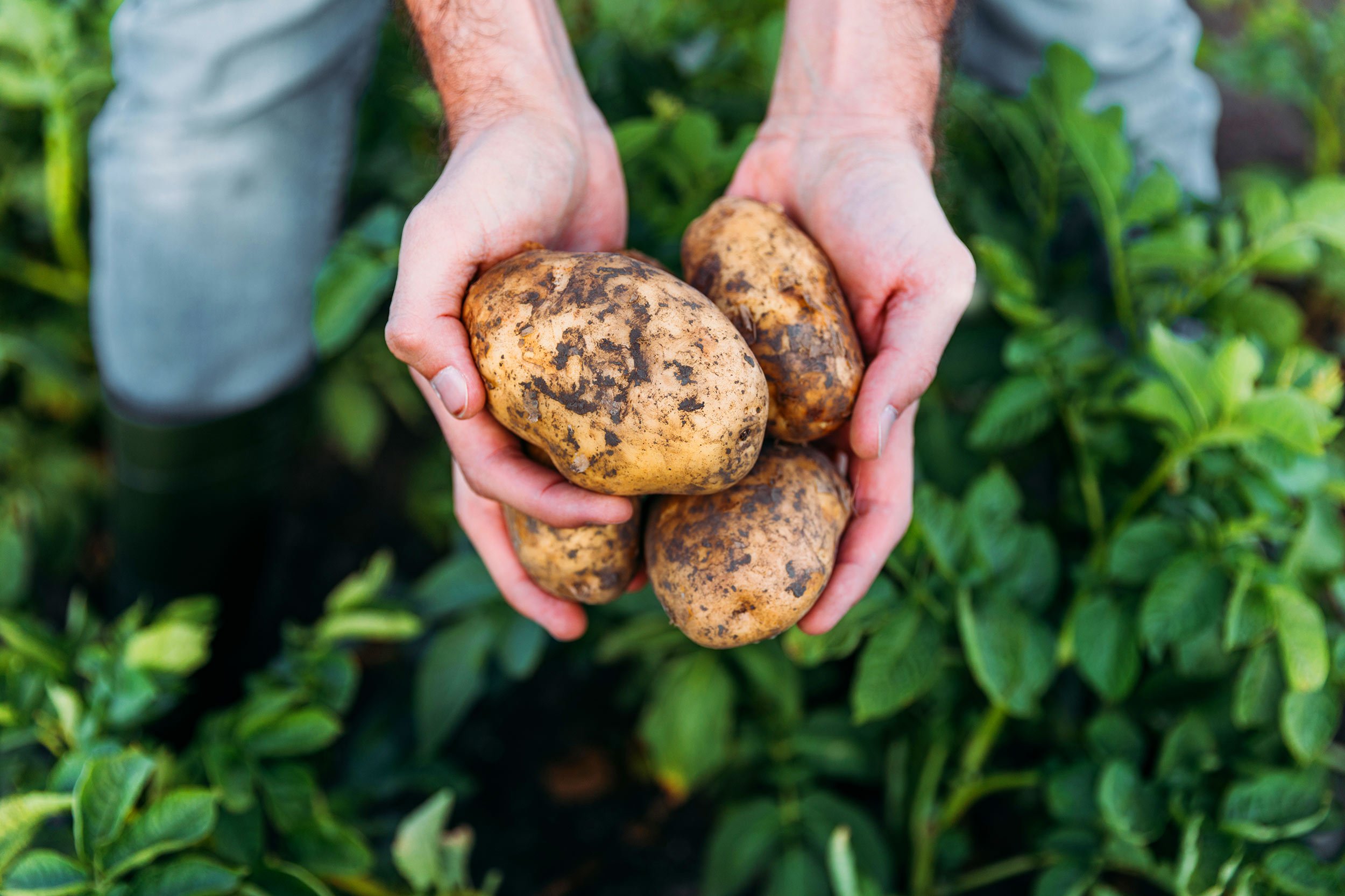 Person mit frisch geerntete Kartoffeln in den Händen