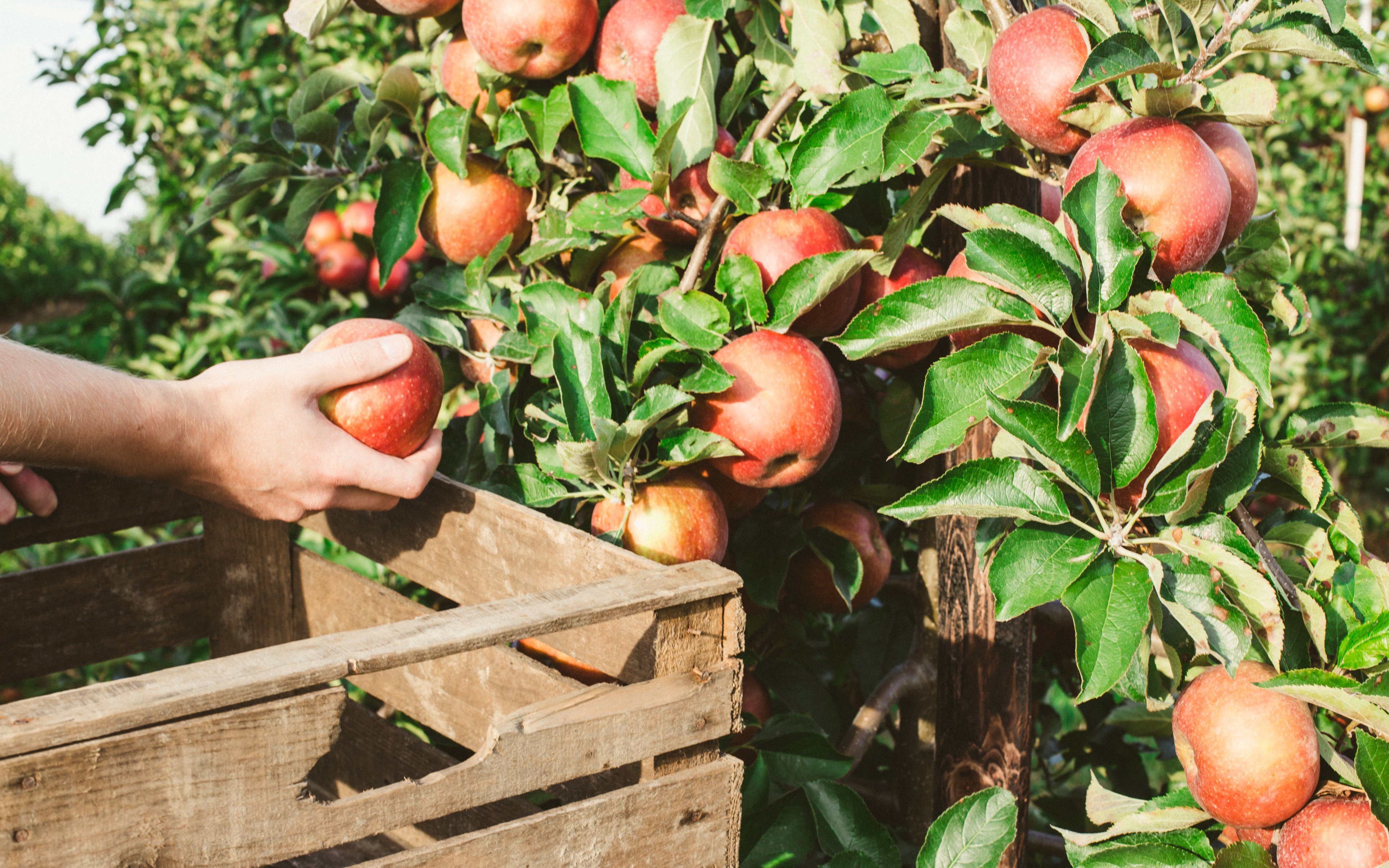 Mann bei der Apfelernte