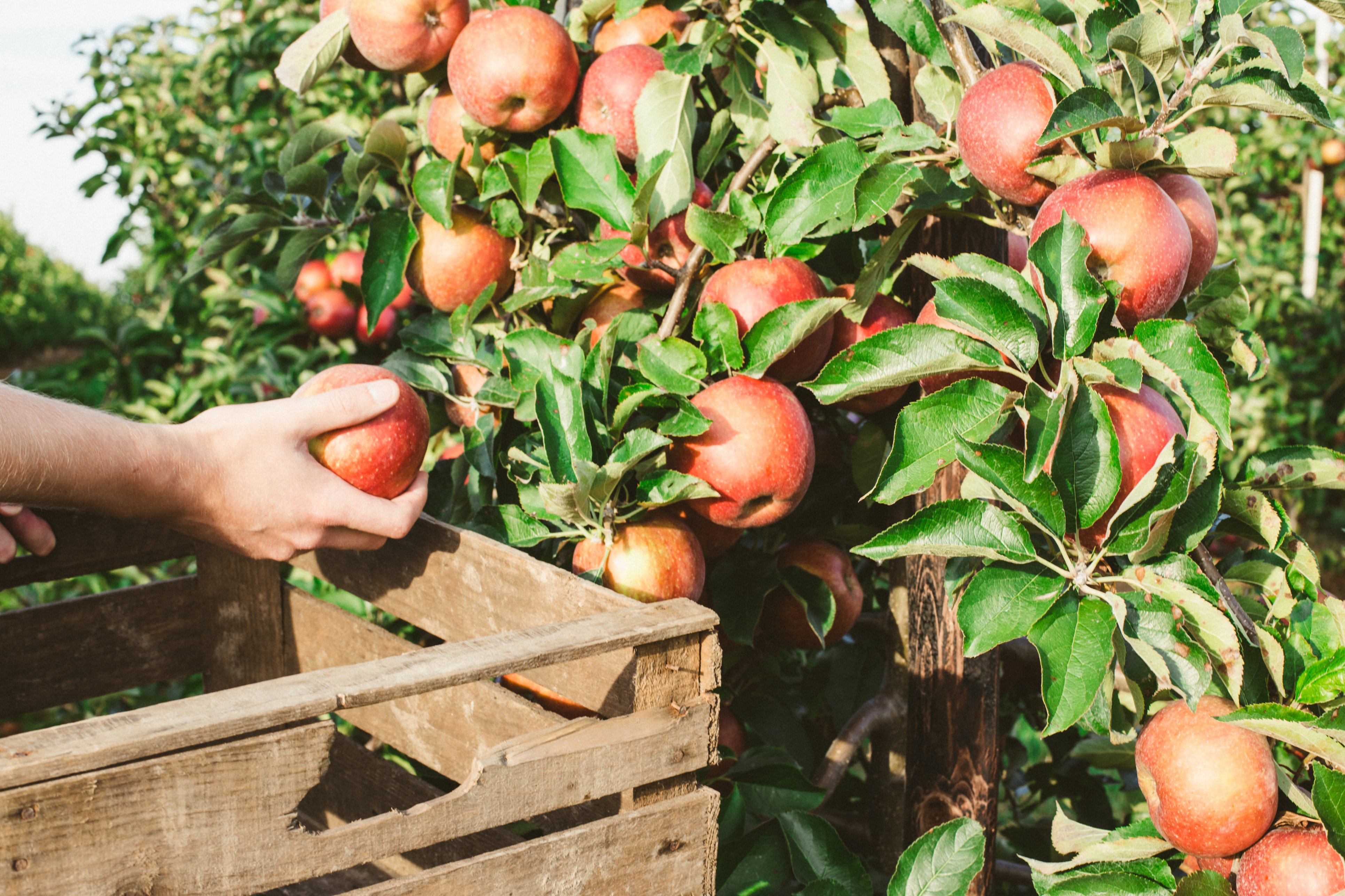 Mann bei der Apfelernte