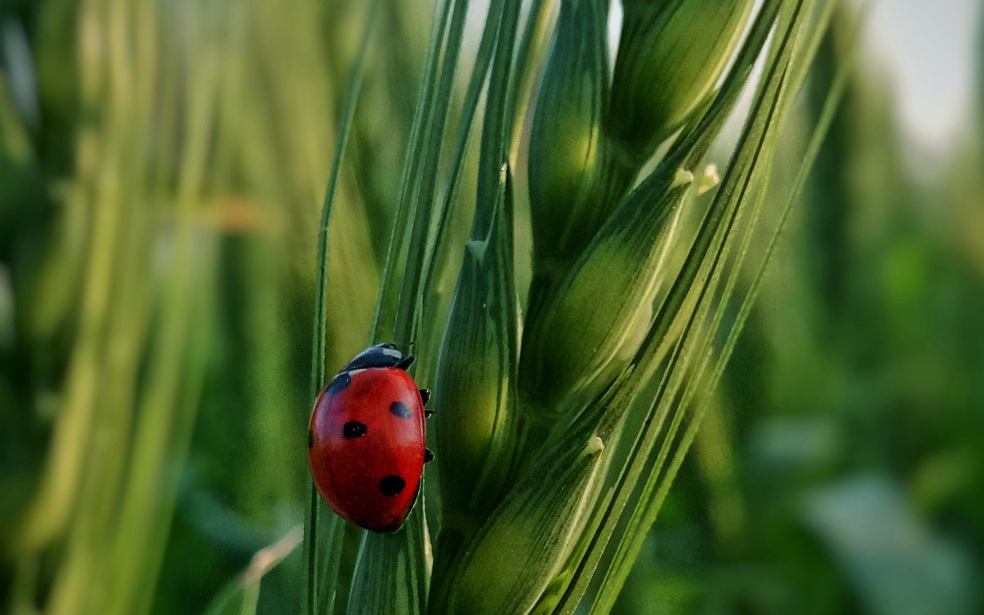 Marienkäfer auf Weizenpflanze