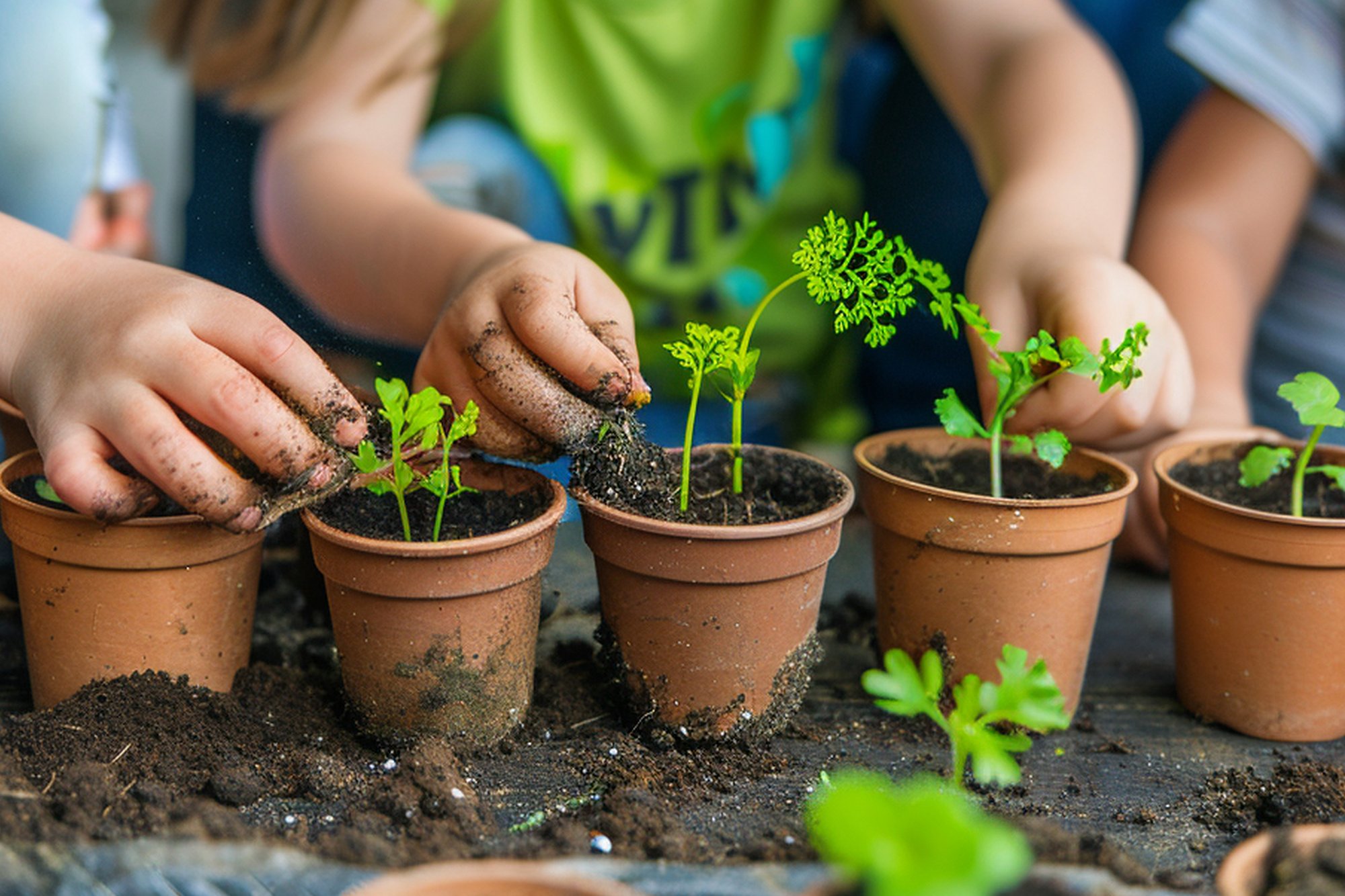 Kinder pflanzen Kräuter in kleine Blumentöpfe